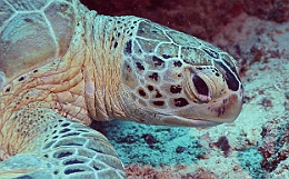 Sipadan_2015_Tortue Franche_Chelonia mydas_IMG_2348_rc